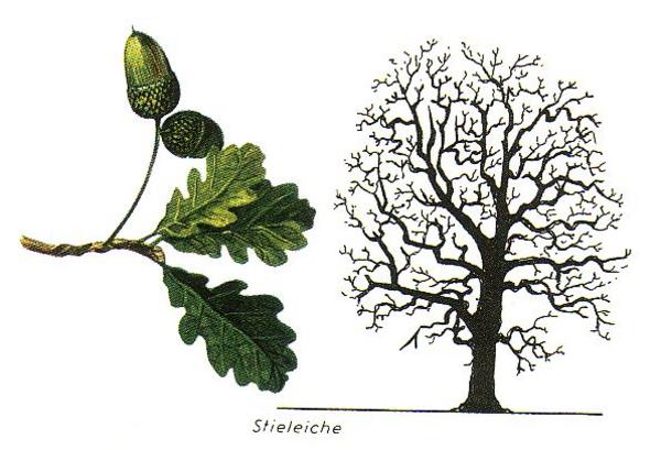 Die wichtigsten einheimischen Bauhölzer
STIELEICHE: Gewicht 600  800 kg/m³