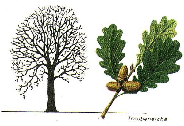 Die wichtigsten einheimischen Bauhölzer
TRAUBENEICHE: Gewicht 600  800 kg/m³