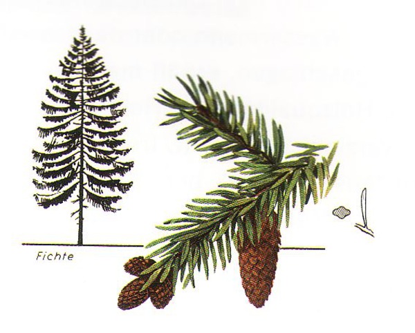 Die wichtigsten einheimischen Bauhölzer
FICHTE: Gewicht 450 kg/m³