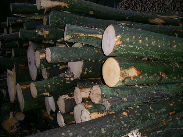 Hinweise zum Brennholzeinschlag
Brennholz wird am besten im Oktober im 1. Viertel des zunehmenden Mondes geschlagen, also während der ersten sieben Tage nach dem Oktoberneumond.